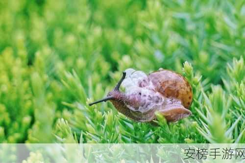 最强蜗牛芒果蜗牛来信揭秘，信件内容与回复选择全解析