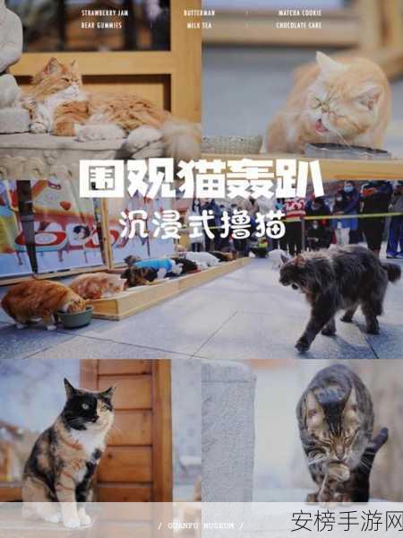 猫博物馆发光灯获取攻略，解锁神秘光芒的独家秘籍