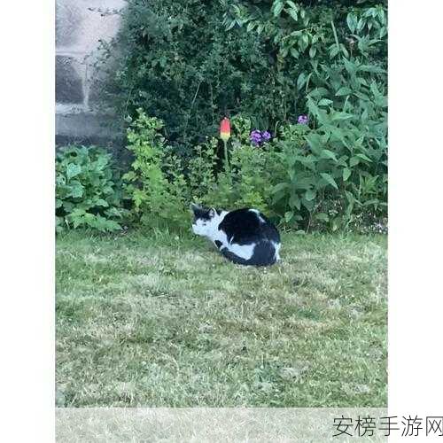 以闪亮之名，夜猫猫出没时间与位置全揭秘