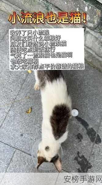 探秘喵星人王国，流浪猫的故事深度攻略与趣味玩法揭秘