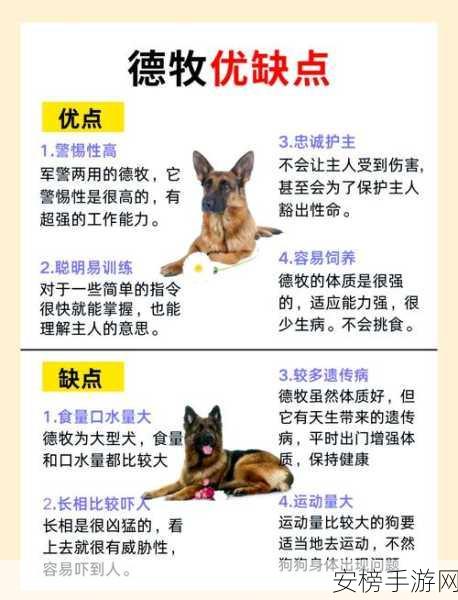 牧羊犬高手养成秘籍，解锁四大核心技能，称霸萌宠赛场