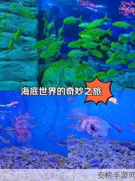 小螃蟹回家，海底世界的奇妙探险与策略攻略大揭秘