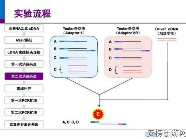 rna与cdna杂交：RNA与cDNA的分子杂交技术