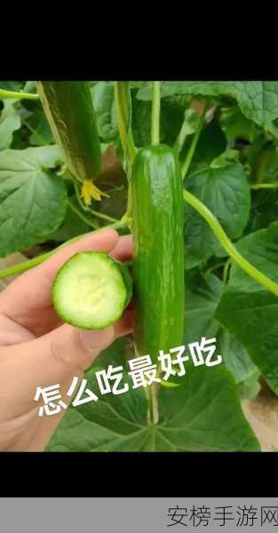 黄瓜视频：绿色短视频