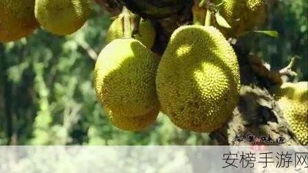 菠萝蜜在线观看高清免费视频：菠萝蜜视频 - 高清播放无广告