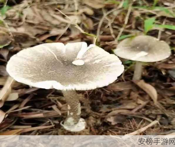 蘑菇黑料网曝门黑料：蘑菇丑闻曝光震惊全网