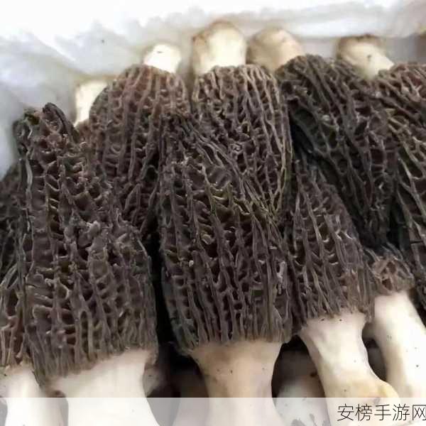 蘑菇黑料网曝门黑料：蘑菇丑闻曝光震惊全网