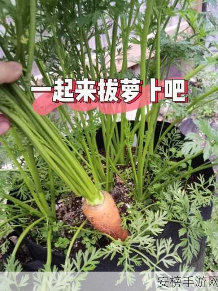 拔萝卜降黄9.1的照片：地里奇趣：萝卜拔出的瞬间魔法