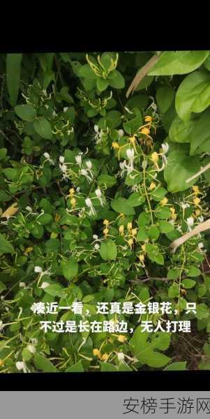 不含而立BY金银花：金银花清新无添加