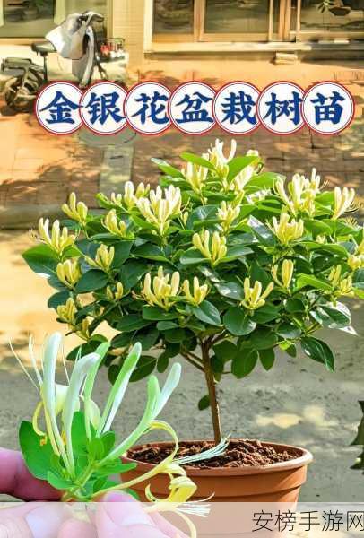 不含而立BY金银花：金银花清新无添加