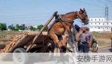 人马畜禽共性关系的重要性：人与动物共生关系的深远影响