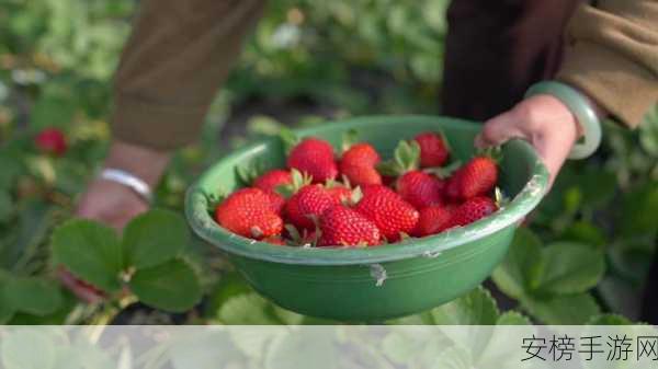 草莓丝瓜视频：清新水果视频集锦