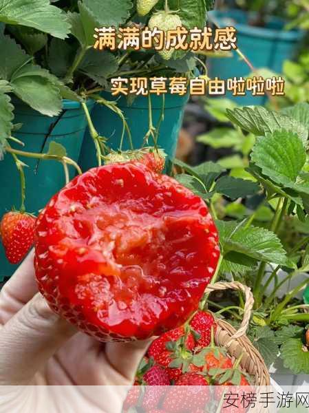 下载草莓视频：草莓视频一键获取