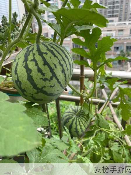 51朝阳热心群众今日热门大瓜：朝阳群众再曝惊人内幕，震惊全网！