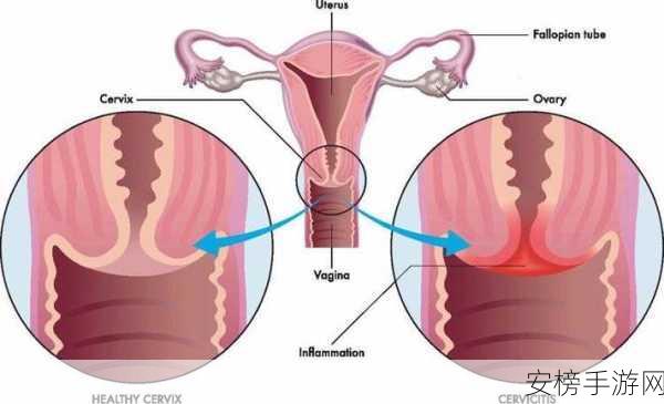 女人的阴道：女性生殖解剖学