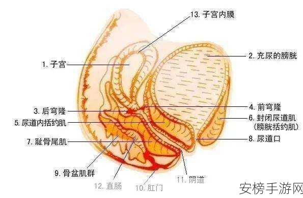 女人的阴道：女性生殖解剖学