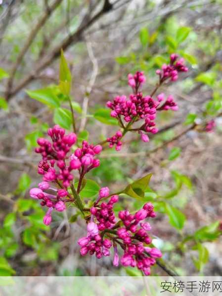 丁香花高清在线观看完整：丁香花影院完整版