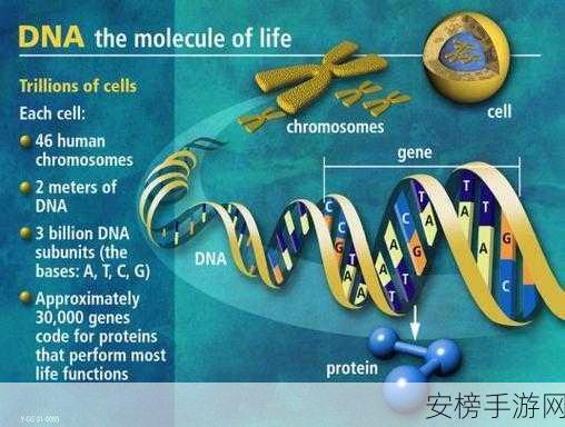 女人与狗的dna：基因密码：雌性人类与犬类的联系