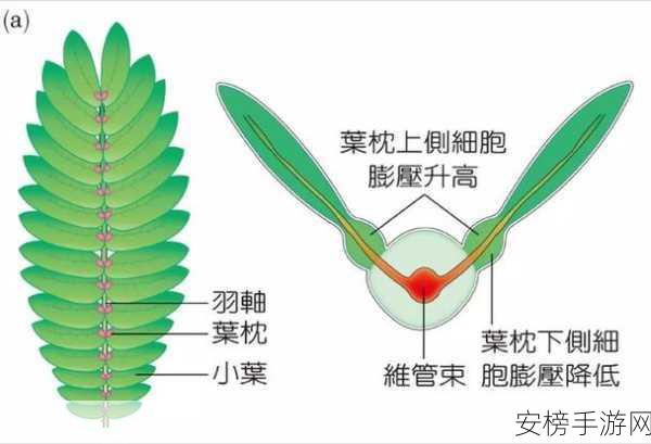 含羞草实验室隐藏路线：羞涩植物研究所的秘密通道