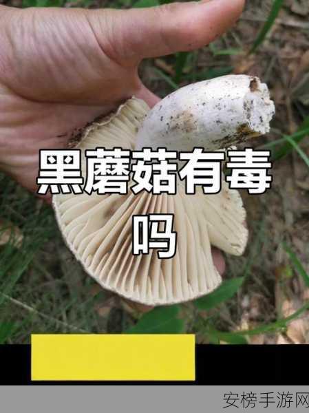 黑料网蘑菇视频：匿名社交平台热门视频