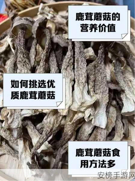 99国精产品灬源码1蘑菇：优质国产源码精选集锦