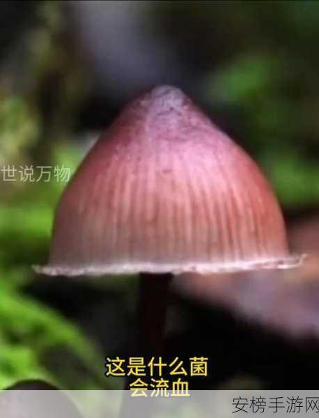 蘑菇视频黑料爆款：爆笑菇菇短视频合集