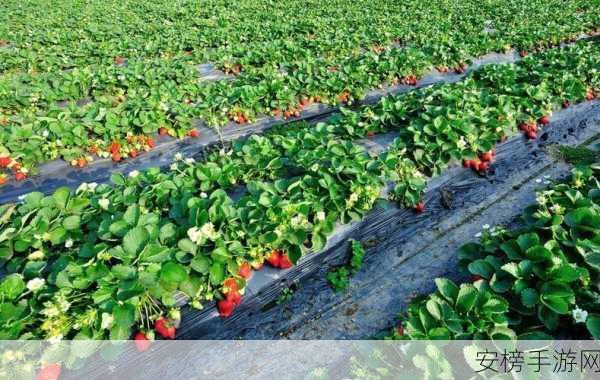 草莓污染视频：草莓种植安全隐患调查