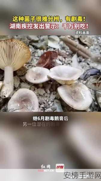 蘑菇黑料爆料事件视频：菌菇丑闻曝光实录