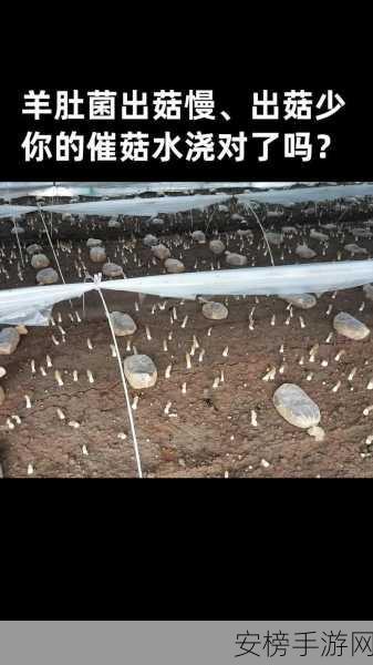 蘑菇黑料爆料事件视频：菌菇丑闻曝光实录