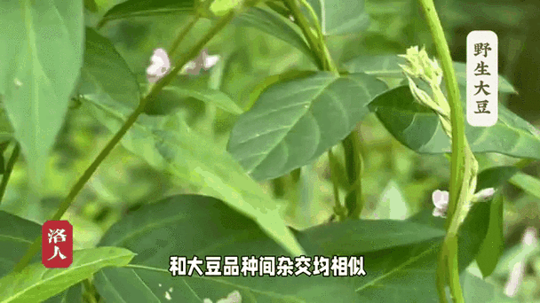 樱花视频日本大豆行情：日本大豆市场动态：樱花季观察