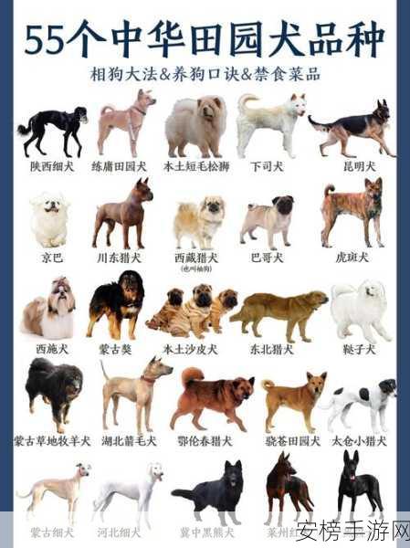 狗的基因组大小：犬类遗传密码的规模