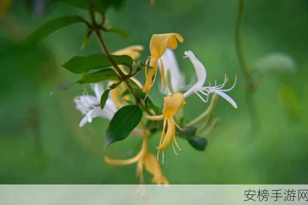 银色器物TXL金银花：银器雅韵·金银花绽放