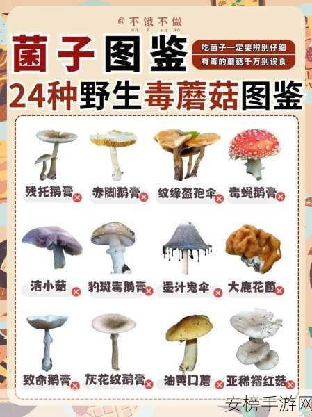 蘑菇黑料爆料：蘑菇内幕大揭秘